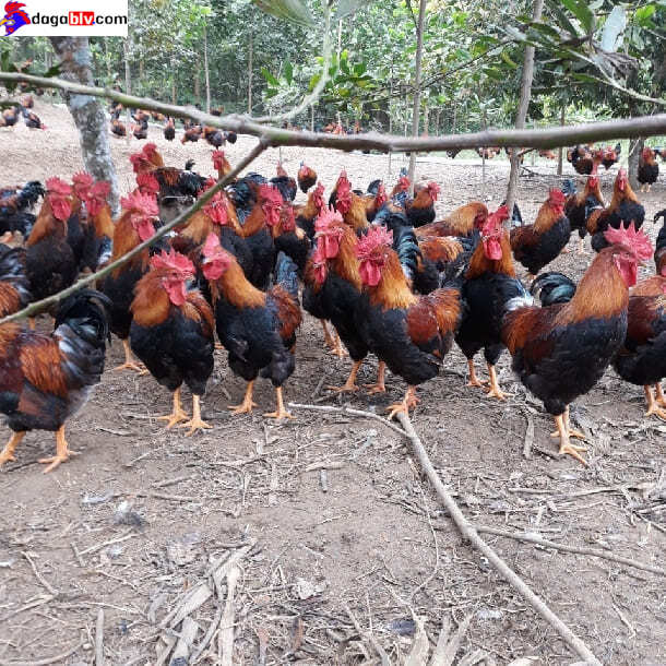 Lưu ý về giống gà chíp
