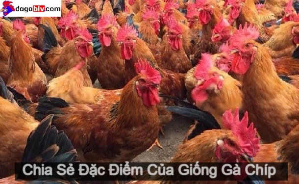 gà chíp