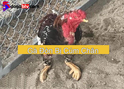 Gà đòn bị cúm chân