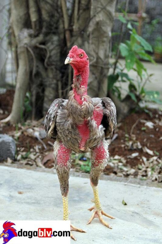 Cổ cân đối so với tổng thể.