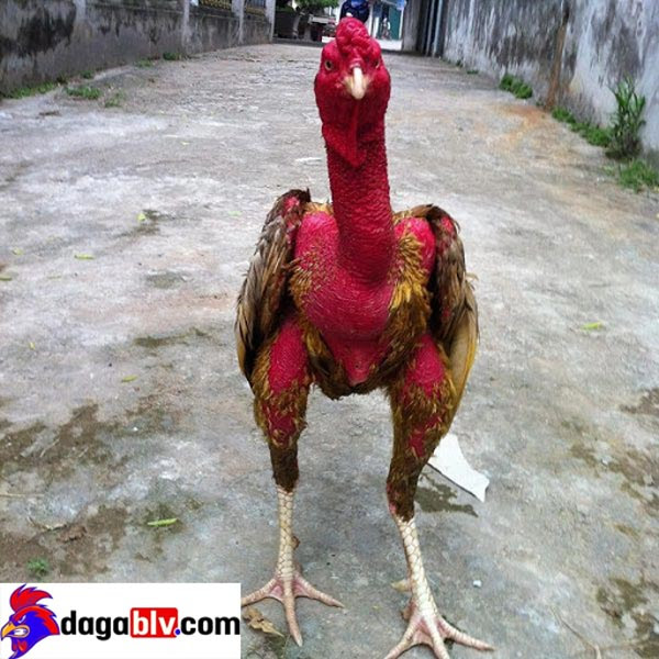 Xám Thần - gà đá hay nhất