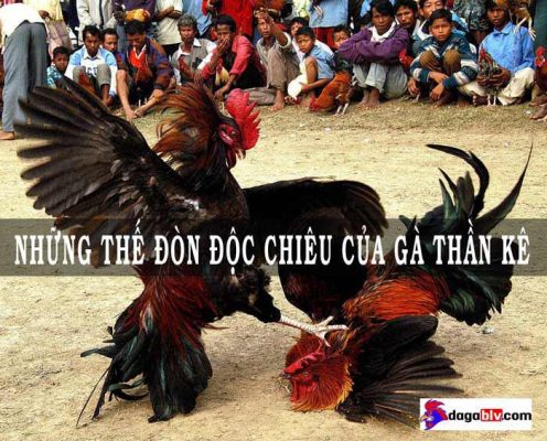 gà chọi đòn độc