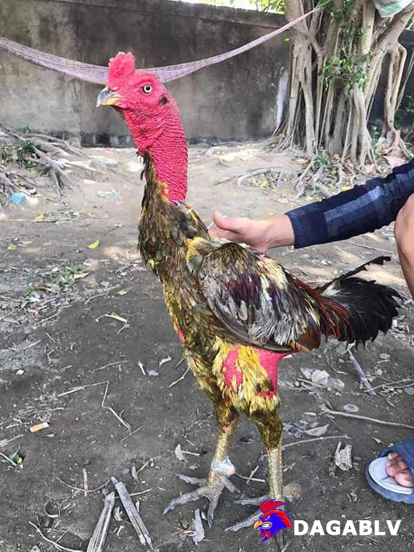 Các công dụng của vào nghệ cho gà
