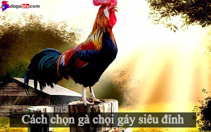 Cách chọn gà chọi gáy siêu đỉnh của giới sư kê 1 Cách chọn gà chọi gáy siêu đỉnh của giới sư kê Ý nghĩa của tiếng gà chọi gáy