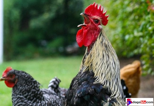 Cách chọn gà chọi gáy siêu đỉnh của giới sư kê 2 Cách chọn gà chọi gáy siêu đỉnh của giới sư kê Ngoại hình và tiếng gáy của gà chọi