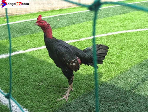Cách chọn gà chọi gáy siêu đỉnh của giới sư kê 3 Cách chọn gà chọi gáy siêu đỉnh của giới sư kê Điểm đặc biệt trong tiếng gà chọi gáy