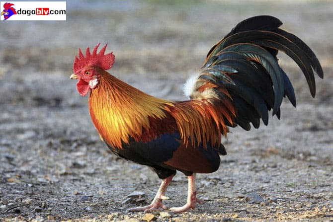 Cách chọn gà chọi gáy siêu đỉnh của giới sư kê 4 Cách chọn gà chọi gáy siêu đỉnh của giới sư kê So sánh tiếng gáy của gà chọi