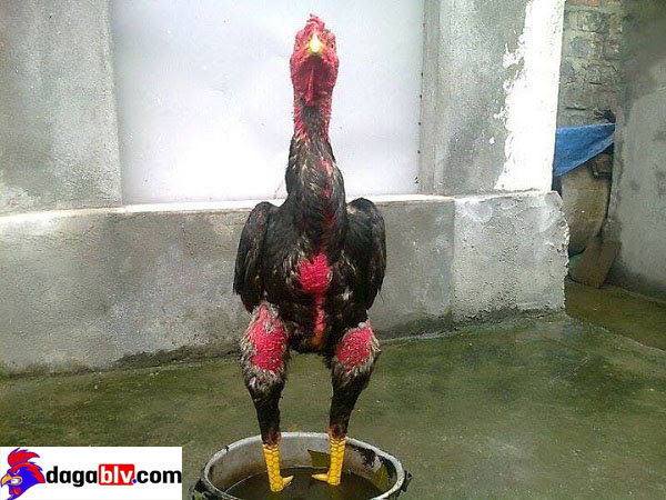Phương pháp dầm cẳng cũng giúp chân gà được cứng lên.