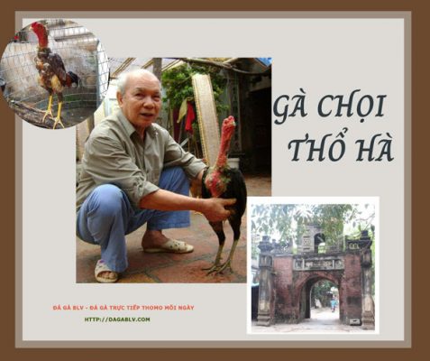 Gà chọi thổ hà