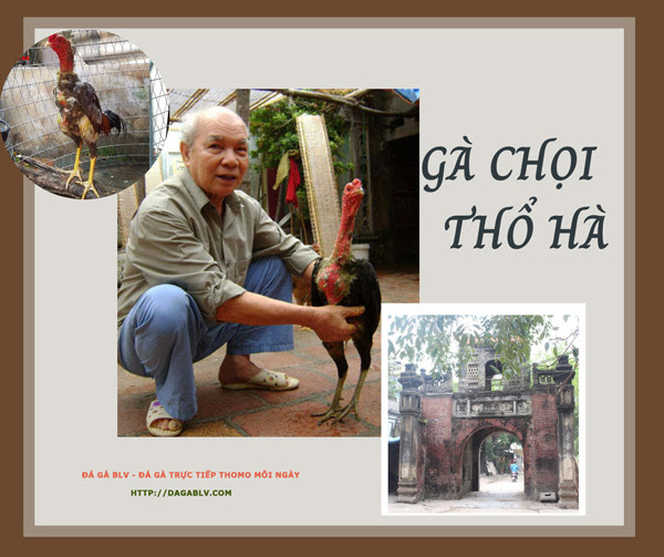 GÀ CHỌI THỔ HÀ CÓ ĐÁNG GIÁ NGHÌN ĐÔ NHƯ LỜI ĐỒN? 1 GÀ CHỌI THỔ HÀ CÓ ĐÁNG GIÁ NGHÌN ĐÔ NHƯ LỜI ĐỒN? Gà chọi thổ hà