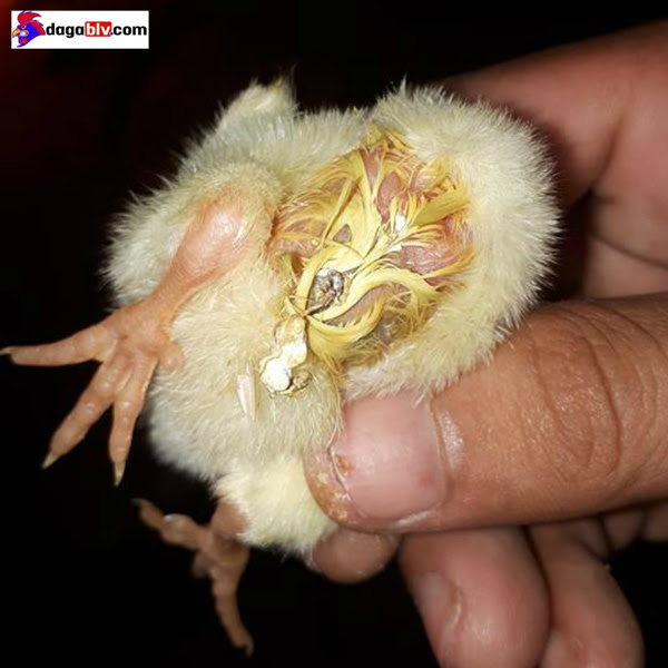 Triệu chứng bệnh thương hàn ở gà con