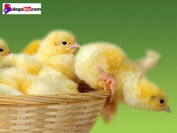 Lựa chọn gà ta lai kỹ lưỡng đạt năng suất cao