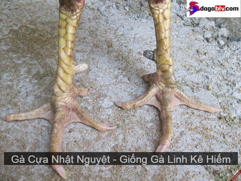 Gà cựa Nhật Nguyệt