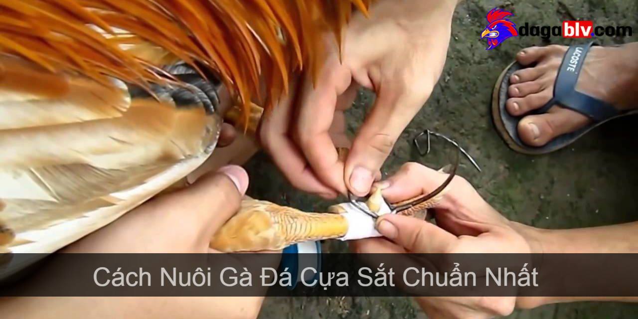 Cách Nuôi Gà Đá Cựa Sắt Chuẩn Nhất