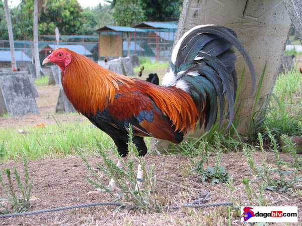 TOP 10 DÒNG GÀ ĐÁ MỸ VANG DANH THẾ GIỚI 6 TOP 10 DÒNG GÀ ĐÁ MỸ VANG DANH THẾ GIỚI Gà đá Mỹ - Dòng Butcher