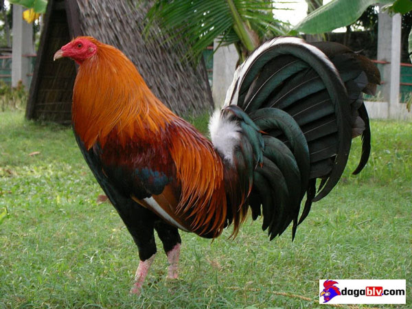 TOP 10 DÒNG GÀ ĐÁ MỸ VANG DANH THẾ GIỚI 4 TOP 10 DÒNG GÀ ĐÁ MỸ VANG DANH THẾ GIỚI Gà đá Mỹ - Dòng gà Mỹ Kelso