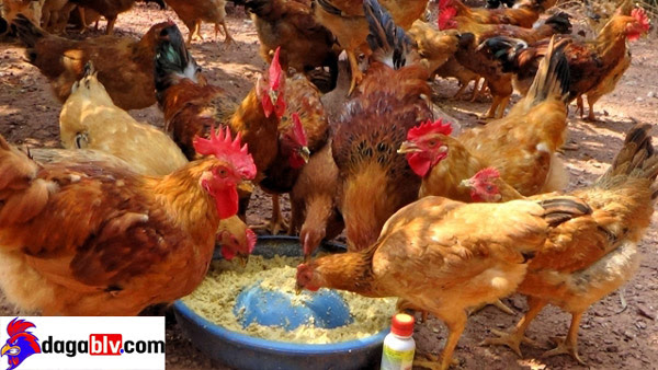 Kỹ thuật nuôi gà đẻ trứng hiện đại giúp bà con kiếm tiền tỷ mỗi năm 8 Kỹ thuật nuôi gà đẻ trứng hiện đại giúp bà con kiếm tiền tỷ mỗi năm Lựa chọn giống đẻ nhiều