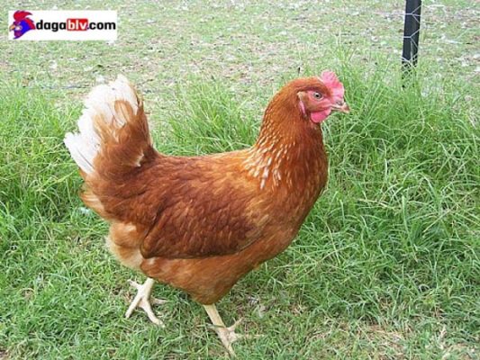 Kỹ thuật nuôi gà đẻ trứng hiện đại giúp bà con kiếm tiền tỷ mỗi năm 6 Kỹ thuật nuôi gà đẻ trứng hiện đại giúp bà con kiếm tiền tỷ mỗi năm Gà Isa Brown siêu đẻ trứng nhiều thế giới