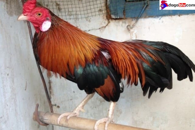 Nhận biết gà điều chân trắng