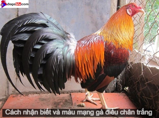 Giống gà điều chân trắng 