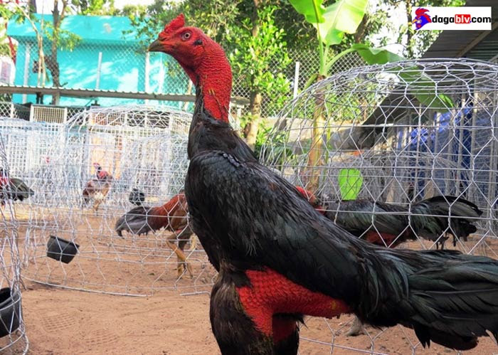 Dòng gà Vạn Giã
