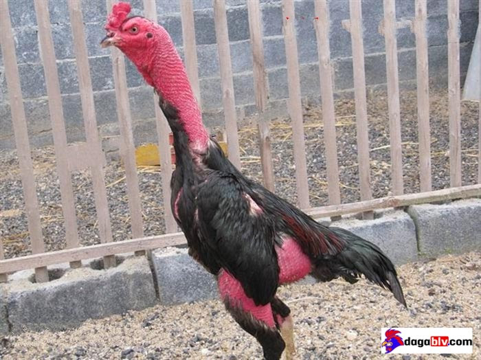 Gà đòn vạn giã nguyên