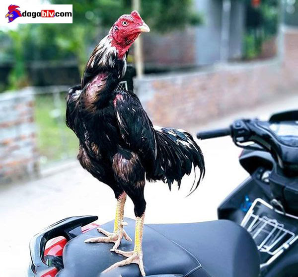 ĐIỂM MẶT NHỮNG ĐỊA ĐIỂM SỞ HỮU GÀ ĐÒN VIỆT NAM HAY NHẤT 2 ĐIỂM MẶT NHỮNG ĐỊA ĐIỂM SỞ HỮU GÀ ĐÒN VIỆT NAM HAY NHẤT Gà chọi đòn Khánh Hòa oai dũng
