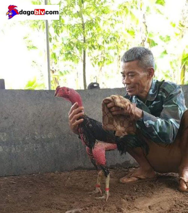 ĐIỂM MẶT NHỮNG ĐỊA ĐIỂM SỞ HỮU GÀ ĐÒN VIỆT NAM HAY NHẤT 4 ĐIỂM MẶT NHỮNG ĐỊA ĐIỂM SỞ HỮU GÀ ĐÒN VIỆT NAM HAY NHẤT Cụ ông bên gà đòn Thái Bình
