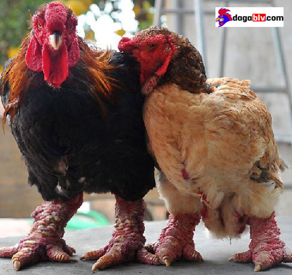 gà hồ đông cảo