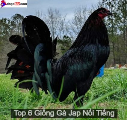 Gà Jap