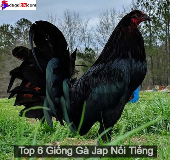 Gà Jap có gì lạ?