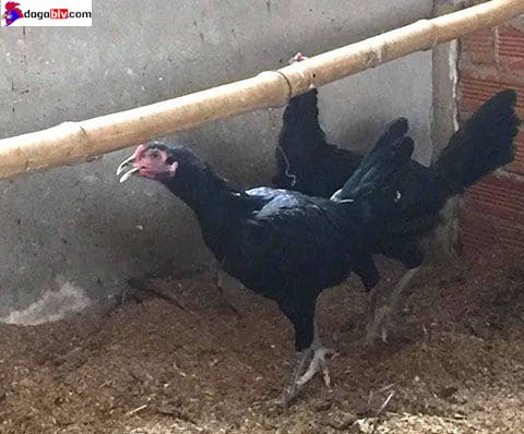 Lưu ý về giống gà rặc