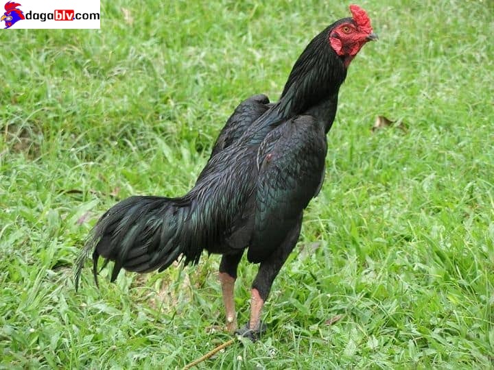 Những đặc điểm nổi bật của giống gà rặc