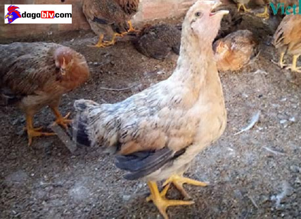 Gà thường xuyên lắc lắc như bị mắc kẹt gì bên trong và có mùi hôi