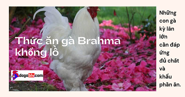 Gà Brahma - Thuật nuôi Vua gà bá đạo 7 Gà Brahma - Thuật nuôi Vua gà bá đạo Chú ý phòng bệnh cho gà brahma