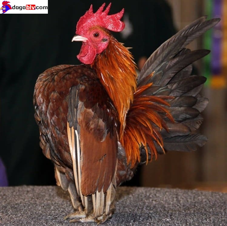 Gà Kiểng Serama - Những Điều Cần Biết Về Giống Gà Mini Ngực Khủng Được Ưa Chuộng Nhất 4 Gà Kiểng Serama - Những Điều Cần Biết Về Giống Gà Mini Ngực Khủng Được Ưa Chuộng Nhất Các dòng gà tre Serama có gì lạ?