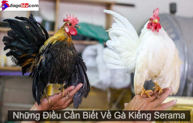 Gà Kiểng Serama