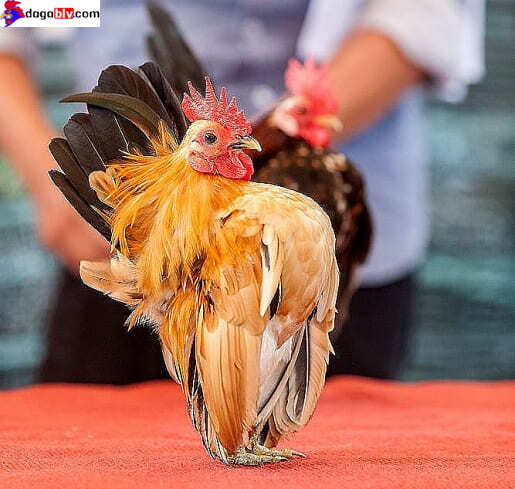 Gà Kiểng Serama - Những Điều Cần Biết Về Giống Gà Mini Ngực Khủng Được Ưa Chuộng Nhất 5 Gà Kiểng Serama - Những Điều Cần Biết Về Giống Gà Mini Ngực Khủng Được Ưa Chuộng Nhất Tạo dáng cho dòng gà kiểng mini