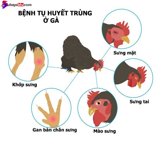 Gà Kiểng Serama - Những Điều Cần Biết Về Giống Gà Mini Ngực Khủng Được Ưa Chuộng Nhất 9 Gà Kiểng Serama - Những Điều Cần Biết Về Giống Gà Mini Ngực Khủng Được Ưa Chuộng Nhất Bệnh tụ huyết trùng thường gặp ở gà Serama