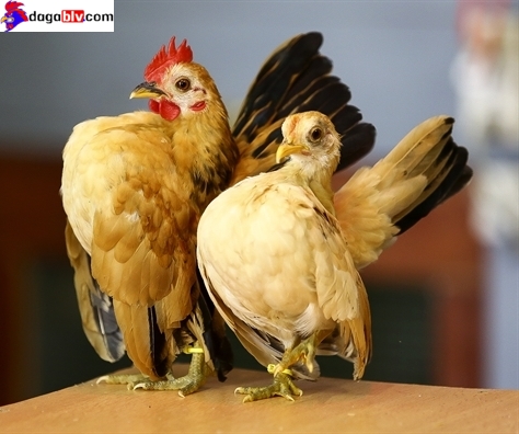 Gà Kiểng Serama - Những Điều Cần Biết Về Giống Gà Mini Ngực Khủng Được Ưa Chuộng Nhất 8 Gà Kiểng Serama - Những Điều Cần Biết Về Giống Gà Mini Ngực Khủng Được Ưa Chuộng Nhất Giá gà tre kiểng mini Serama bao nhiêu?