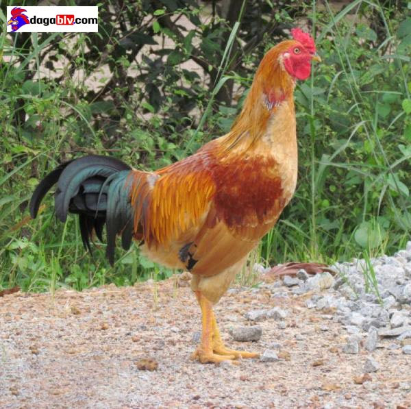 Đặc điểm gà ta lai