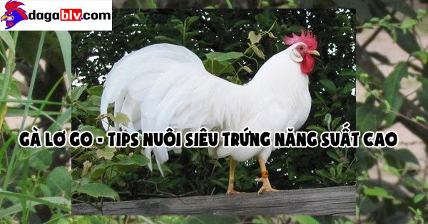 Gà lơ go - TIPS nuôi gà siêu trứng năng suất cao 2 Gà lơ go - TIPS nuôi gà siêu trứng năng suất cao Trọng lượng và sản lượng trứng của gà Lơ go