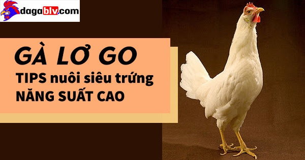 Gà lơ go - TIPS nuôi gà siêu trứng năng suất cao 1 Gà lơ go - TIPS nuôi gà siêu trứng năng suất cao Gà Leghorn – giống gà siêu trứng chất lượng cao