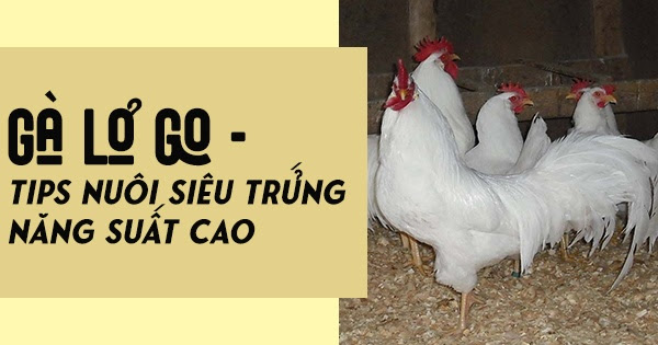 Gà lơ go - TIPS nuôi gà siêu trứng năng suất cao 3 Gà lơ go - TIPS nuôi gà siêu trứng năng suất cao Cách chăm sóc gà Lơgo trong giai đoạn sinh sản