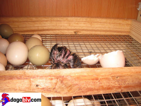 Bảo vật gà lôi trắng quý hiếm đang gây sốt tại Việt Nam 7 Bảo vật gà lôi trắng quý hiếm đang gây sốt tại Việt Nam Chim lôi con khi mới nở.