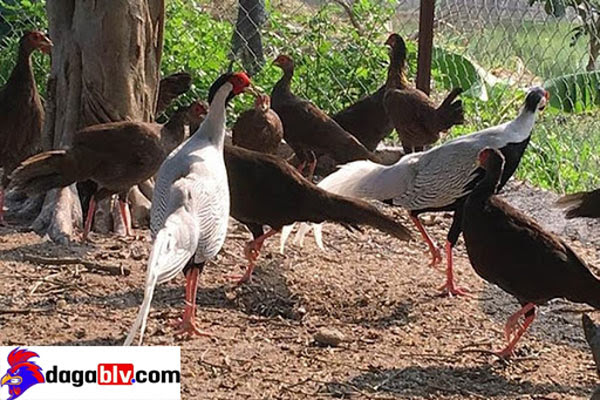 Bảo vật gà lôi trắng quý hiếm đang gây sốt tại Việt Nam 6 Bảo vật gà lôi trắng quý hiếm đang gây sốt tại Việt Nam Gà lôi rừng sống theo bầy đàn.
