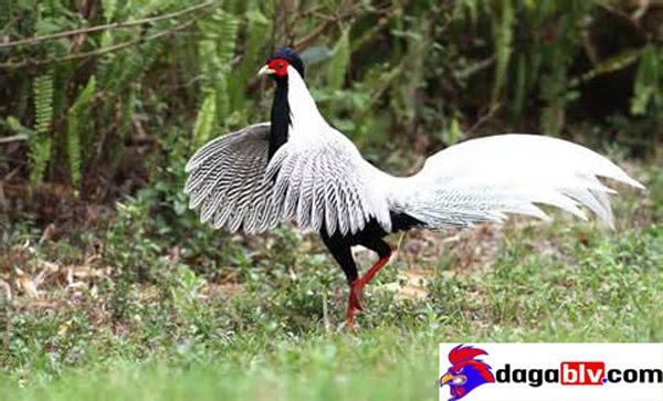 Bảo vật gà lôi trắng quý hiếm đang gây sốt tại Việt Nam 1 Bảo vật gà lôi trắng quý hiếm đang gây sốt tại Việt Nam Gà lôi trắng quý hiếm tại Việt Nam