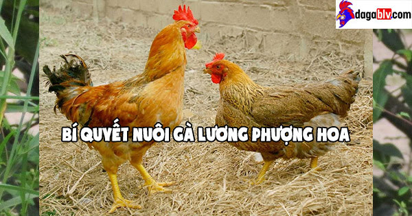 Kỹ thuật nuôi gà Lương Phượng Hoa