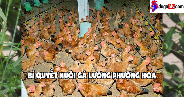 Chăm sóc gà Lương Phượng Hoa