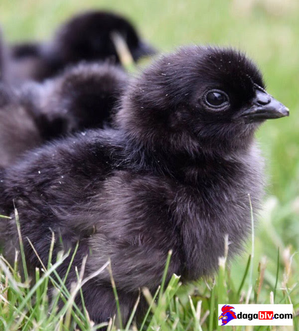 Gà con thuộc dòng Gà mặt quỷ – Ayam Cemani
